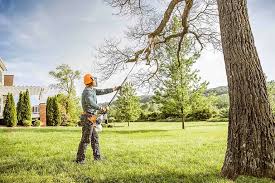 Professional Tree Services in Mount Carmel, TN